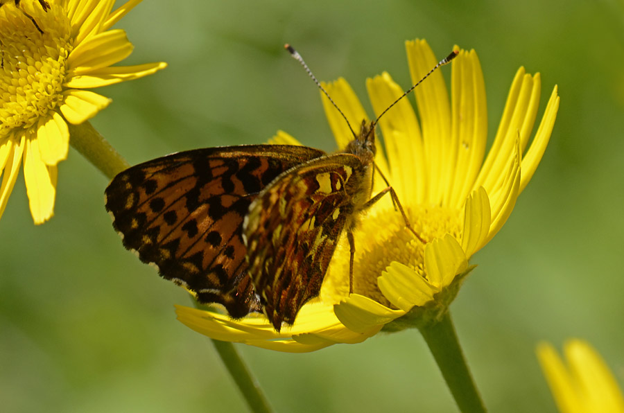 Boloria (Clossiana) titania